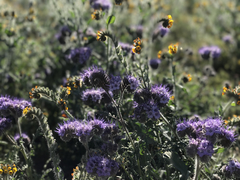 Phacelia tanacetifolia