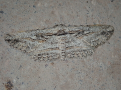 Iridopsis obliquaria