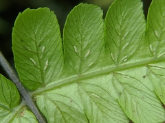 Diplazium doederleinii