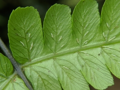 Diplazium doederleinii