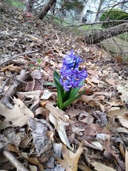 Hyacinthus