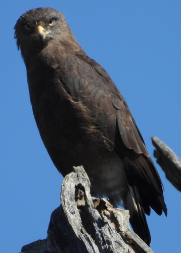 Western Banded Snake Eagle (Circaetus cinerascens)