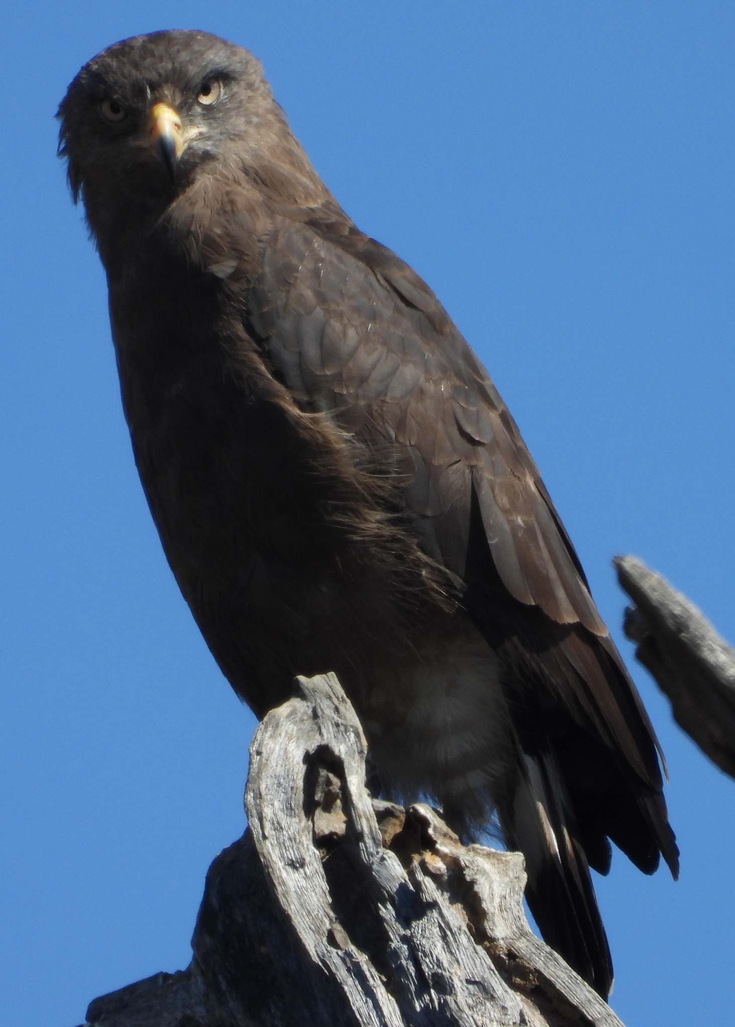 Western Banded Snake Eagle (Circaetus cinerascens), photo 1