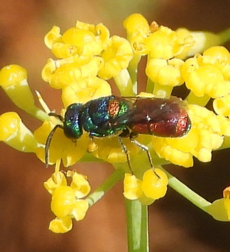 Chrysis scutellaris