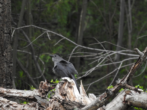 Gray Catbird photographed in New Mexico