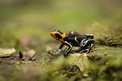 Ranitomeya fantastica