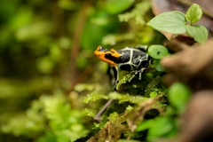 Ranitomeya fantastica