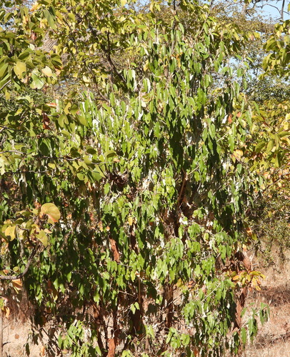 Croton gratissimus, photograph 2
