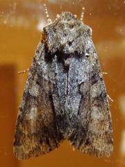 Achatia distincta