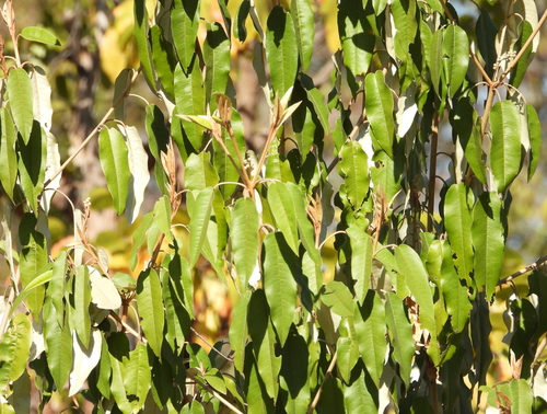 Croton gratissimus, photograph 3