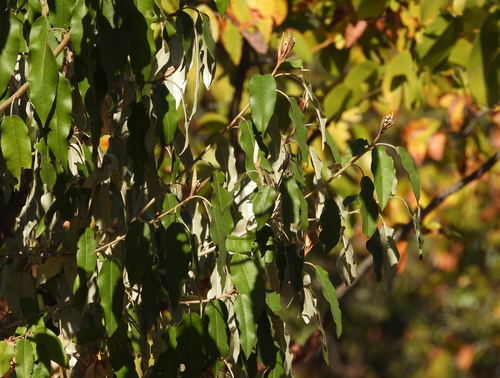 Croton gratissimus, photograph 4