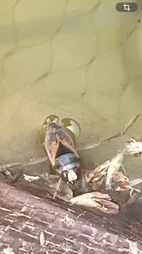 peppered backswimmer