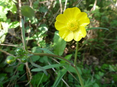 Ranunculus auricomus