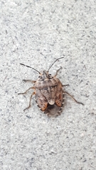 Holcogaster fibulata