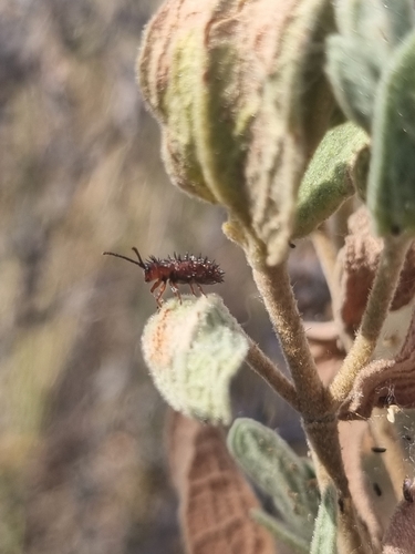 Dicladispa testacea