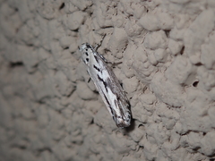 Ethmia semitenebrella