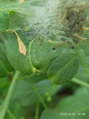 Yponomeuta evonymella