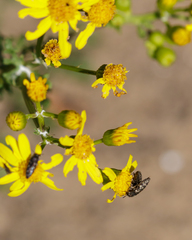 Acmaeodera