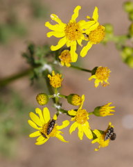Acmaeodera