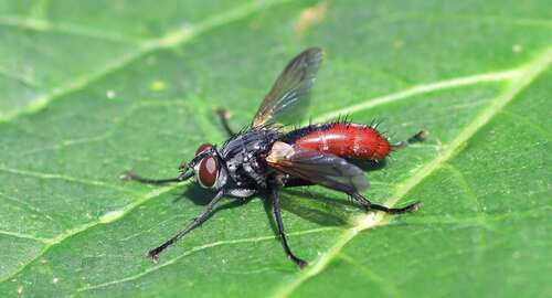 Cylindromyia bicolor