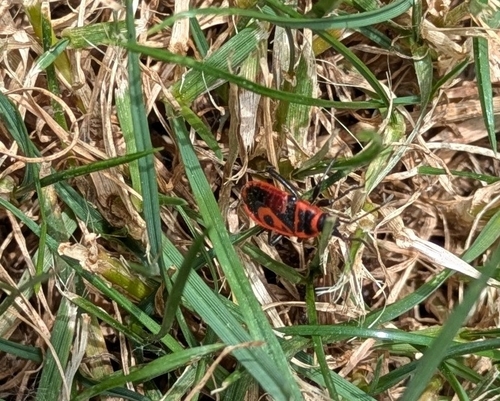 European Firebug