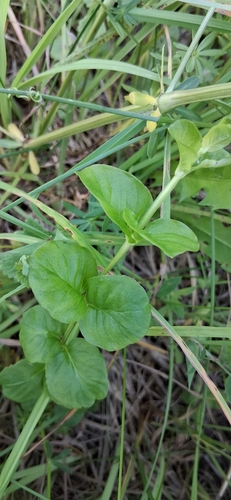 creeping Jenny