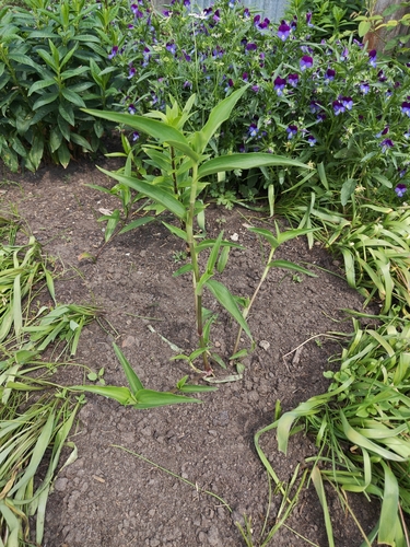 Panicum miliaceum iNat (2)