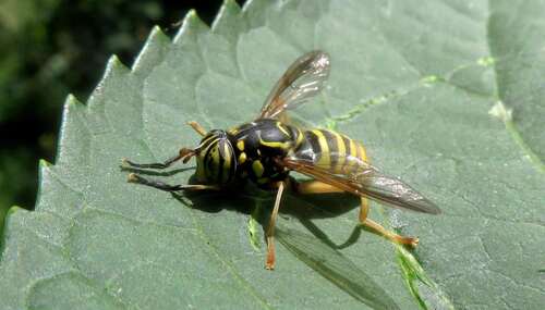 Spilomyia manicata