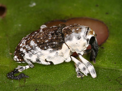 Image of Peridinetus irroratus