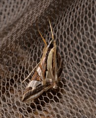 Agrioglypta excelsalis