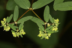 Image of Euphorbia hyssopifolia