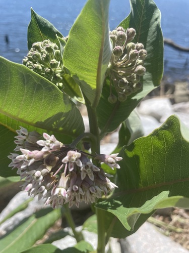 common milkweed