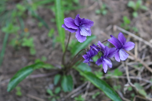 tokyo violet