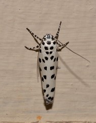 Ethmia clytodoxa