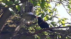 Turdus merula
