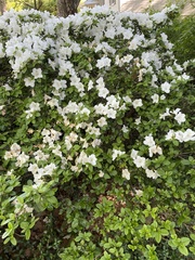 Rhododendron mucronatum