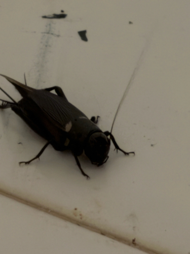 Southern Field Cricket
