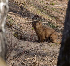 Marmota kastschenkoi