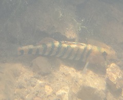 Etheostoma fragi