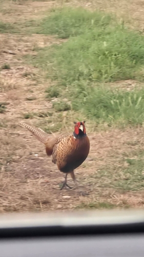 Ring-necked Pheasant