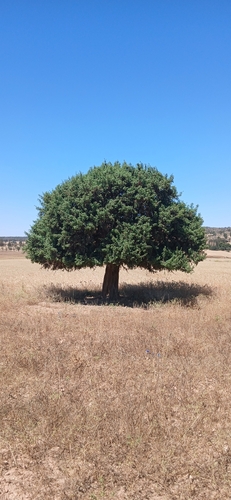 Mediterranean cypress