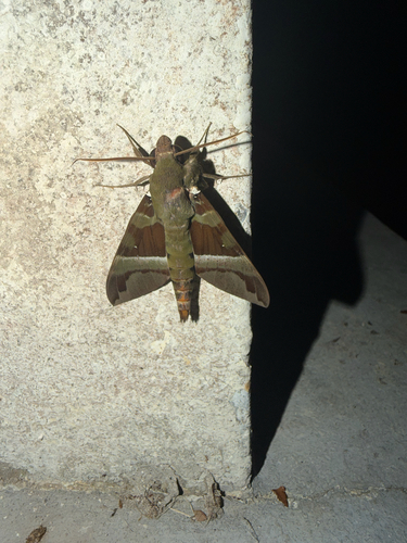 Whitebanded Nephele