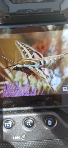 Striped Hawkmoth