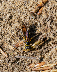 Ectemnius decemmaculatus