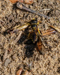 Ectemnius decemmaculatus