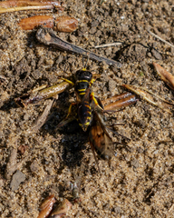 Ectemnius decemmaculatus