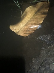 Leptodactylus wagneri