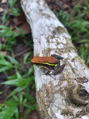 Ameerega cainarachi