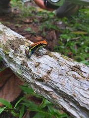 Ameerega cainarachi