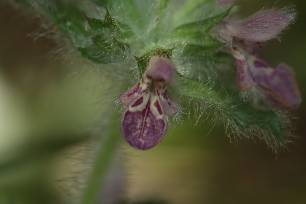 Stachys heraclea; photograph (c) Noé Fleury Frouart, some rights reserved (CC BY)